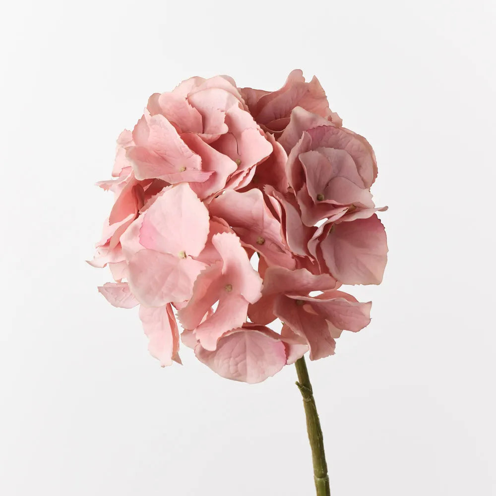 Hydrangea - Dusty Pink