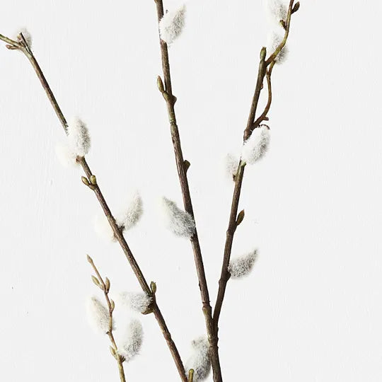 Pussy Willow Spray
