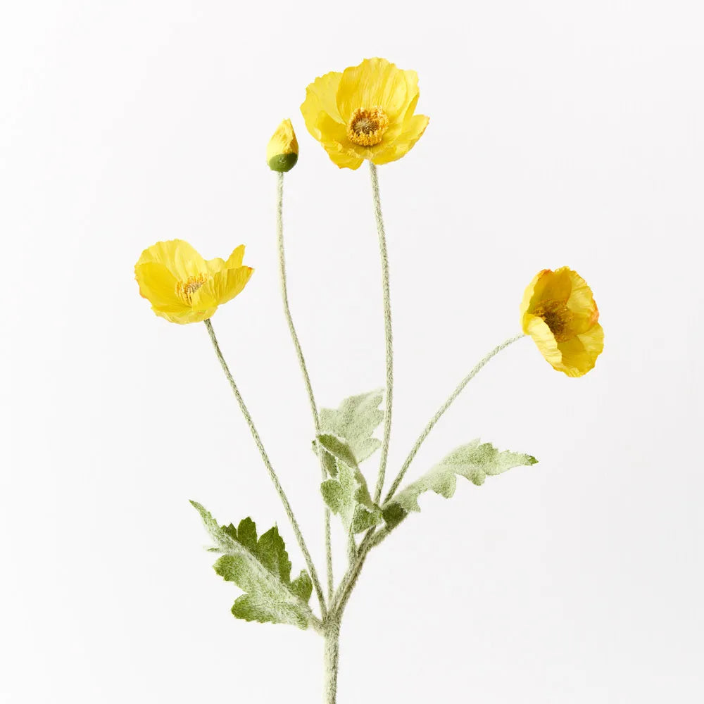 Poppy Iceland Spray -  Yellow